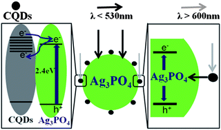 Graphical abstract: Carbon quantum dots/Ag3PO4 complex photocatalysts with enhanced photocatalytic activity and stability under visible light