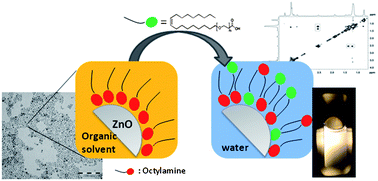 Graphical abstract: Transfer of hydrophobic ZnO nanocrystals to water: an investigation of the transfer mechanism and luminescent properties