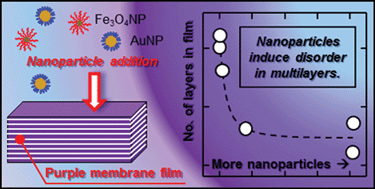 Graphical abstract: Interactions of nanoparticles with purple membrane films