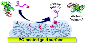 Graphical abstract: Dendritic polyglycerolamine as a functional antifouling coating of gold surfaces