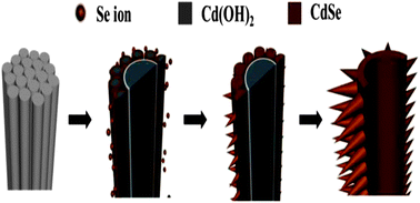 Graphical abstract: Thorny CdSe nanotubes via an aqueous anion exchange reaction process and their photoelectrochemical applications