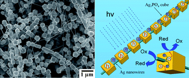 Graphical abstract: Selective growth of Ag3PO4 submicro-cubes on Ag nanowires to fabricate necklace-like heterostructures for photocatalytic applications