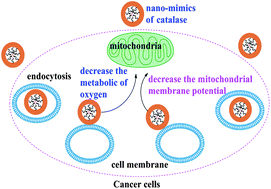 Graphical abstract: An ionic liquid-modified nano-vehicle to construct nano-models of catalase to target mitochondria