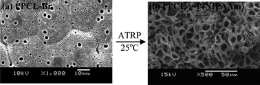 Graphical abstract: Temperature-responsive porous polycaprolactone-based films via surface-initiated ATRP for protein delivery