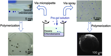 Graphical abstract: Liquid–liquid interface assisted synthesis of multifunctional and multicomponent hydrogel particles