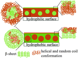 Graphical abstract: Varying surface hydrophobicities of coatings made of recombinant spider silk proteins