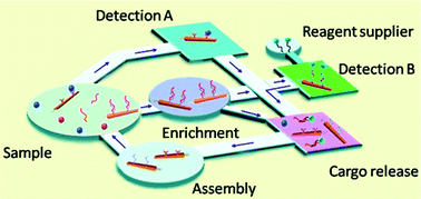 Graphical abstract: Cargo-towing synthetic nanomachines: Towards active transport in microchip devices