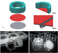 Graphical abstract: Novel three-dimensional Boyden chamber system for studying transendothelial transport