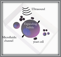 Graphical abstract: Sonolysis of Escherichia coli and Pichia pastoris in microfluidics