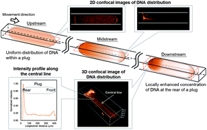 Graphical abstract: Locally enhanced concentration and detection of oligonucleotides in a plug-based microfluidic device