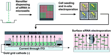 Graphical abstract: In situ electroporation of surface-bound siRNAs in microwell arrays