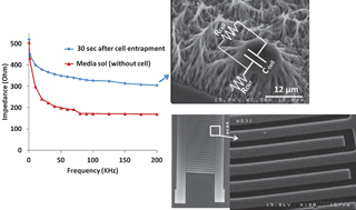 Graphical abstract: A vertically aligned carbon nanotube-based impedance sensing biosensor for rapid and high sensitive detection of cancer cells