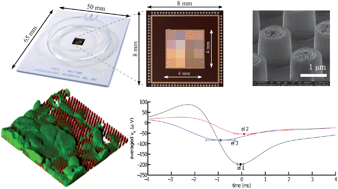 Graphical abstract: Single-cell recording and stimulation with a 16k micro-nail electrode array integrated on a 0.18 μm CMOS chip