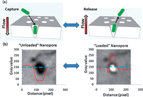 Graphical abstract: Microfluidic capture and release of bacteria in a conical nanopore array