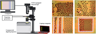 Graphical abstract: The application of an optically switched dielectrophoretic (ODEP) force for the manipulation and assembly of cell-encapsulating alginate microbeads in a microfluidic perfusion cell culture system for bottom-up tissue engineering