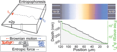 Graphical abstract: DNA molecules descending a nanofluidic staircase by entropophoresis