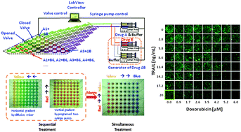 Graphical abstract: A programmable microfluidic cell array for combinatorial drug screening