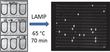 Graphical abstract: Digital LAMP in a sample self-digitization (SD) chip