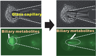 Graphical abstract: Enhanced bile canaliculi formation enabling direct recovery of biliary metabolites of hepatocytes in 3D collagen gel microcavities