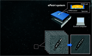 Graphical abstract: On-chip continuous monitoring of motile microorganisms on an ePetri platform