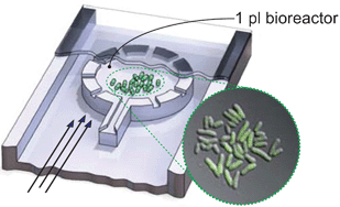 Graphical abstract: A disposable picolitre bioreactor for cultivation and investigation of industrially relevant bacteria on the single cell level