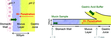 Graphical abstract: A microfluidic in vitro system for the quantitative study of the stomach mucus barrier function