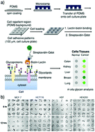 Graphical abstract: Profiling surface glycans on live cells and tissues using quantum dot-lectin nanoconjugates