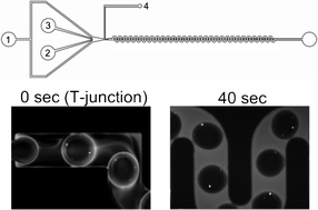 Graphical abstract: Enhanced fluorescence detection using liquid–liquid extraction in a microfluidic droplet system