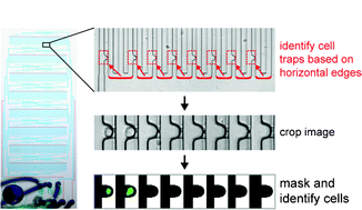 Graphical abstract: Automated analysis of single stem cells in microfluidic traps