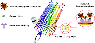 Graphical abstract: SERS-based immunoassay using a gold array-embedded gradient microfluidic chip