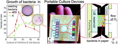 Graphical abstract: Portable self-contained cultures for phage and bacteria made of paper and tape