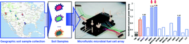 Graphical abstract: A microfluidic microbial fuel cell array that supports long-term multiplexed analyses of electricigens