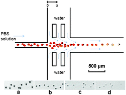 Graphical abstract: Characterizing osmotic lysis kinetics under microfluidic hydrodynamic focusing for erythrocyte fragility studies