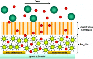 Graphical abstract: Gold nanoparticle chemiresistors operating in biological fluids