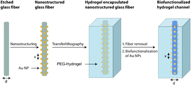 Graphical abstract: Circular, nanostructured and biofunctionalized hydrogel microchannels for dynamic cell adhesion studies