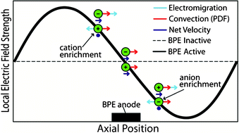 Graphical abstract: Dual-channel bipolar electrode focusing: simultaneous separation and enrichment of both anions and cations