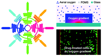 Graphical abstract: Construction of oxygen and chemical concentration gradients in a single microfluidic device for studying tumor cell–drug interactions in a dynamic hypoxia microenvironment