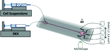 Graphical abstract: Microfluidic inertia enhanced phase partitioning for enriching nucleated cell populations in blood