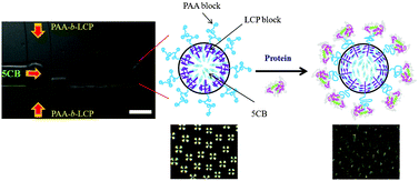 Graphical abstract: Configuration change of liquid crystal microdroplets coated with a novel polyacrylic acid block liquid crystalline polymer by protein adsorption