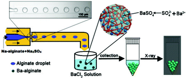 Graphical abstract: Microfluidic one-step fabrication of radiopaque alginate microgels with in situ synthesized barium sulfate nanoparticles