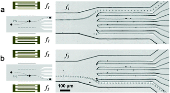 Graphical abstract: Standing surface acoustic wave (SSAW) based multichannel cell sorting