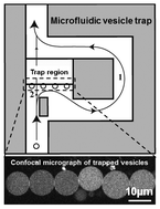 Graphical abstract: Microfluidic trap-and-release system for lab-on-a-chip-based studies on giant vesicles
