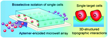 Graphical abstract: Targeted isolation and analysis of single tumor cells with aptamer-encoded microwell array on microfluidic device