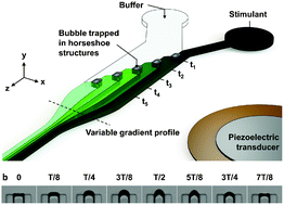 Graphical abstract: Tunable, pulsatile chemical gradient generation via acoustically driven oscillating bubbles