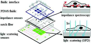 Graphical abstract: Standardization of microfluidic cell cultures using integrated organic photodiodes and electrode arrays