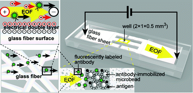 Graphical abstract: A glass fiber sheet-based electroosmotic lateral flow immunoassay for point-of-care testing