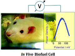 Graphical abstract: An intravenous implantable glucose/dioxygen biofuel cell with modified flexible carbon fiber electrodes