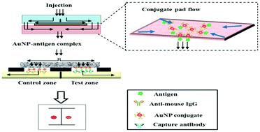 Graphical abstract: Vertical flow immunoassay (VFA) biosensor for a rapid one-step immunoassay