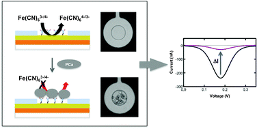 Graphical abstract: Rapid and specific electrochemical detection of prostate cancer cells using an aperture sensor array