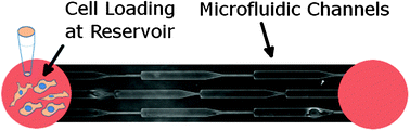 Graphical abstract: Elucidating mechanical transition effects of invading cancer cells with a subnucleus-scaled microfluidic serial dimensional modulation device
